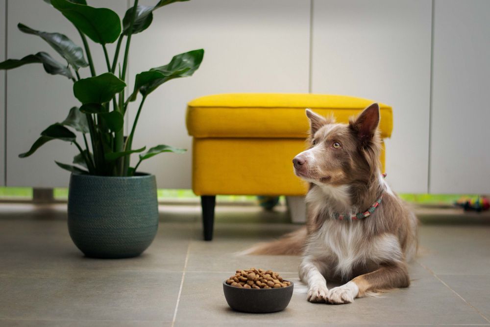 how to choose a bowl for your dog