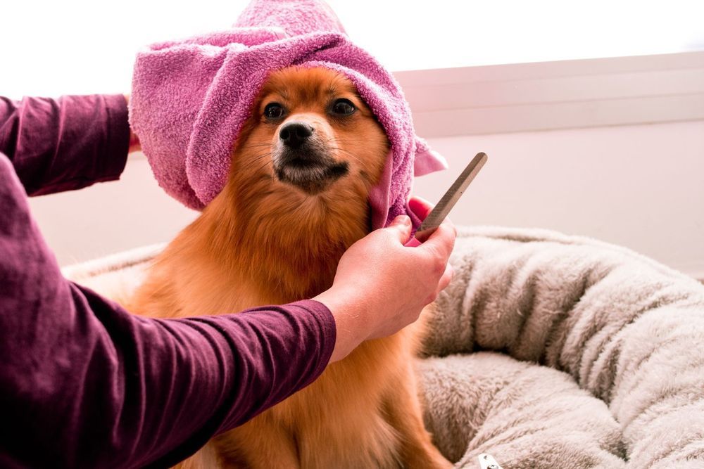 dog pamering 