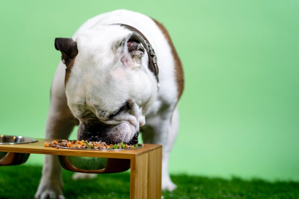 ergonomic food station for dogs