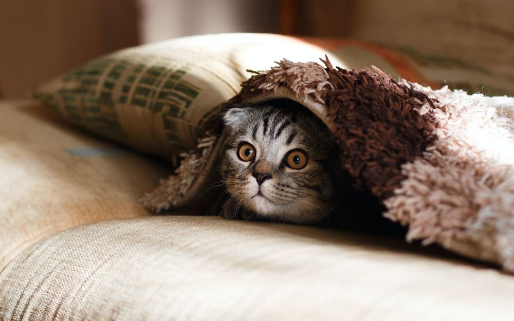 pet-friendly home design