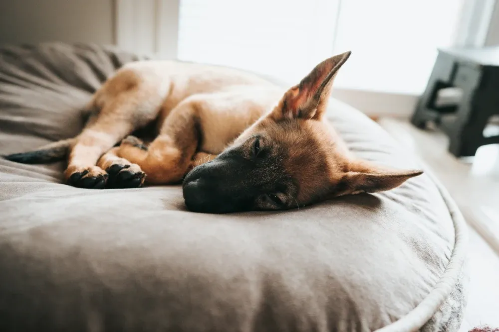 prioritize your pet's wellbeing